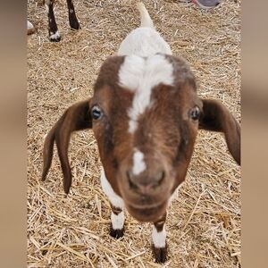 Meet your Posher, Ollie